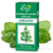 Olejek Oregano 10Ml Etja