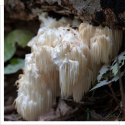 Soplówka jeżowata - Lion's mane - Hericium - 100g MYQO