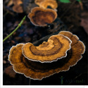 Wrośniak różnobarwny - Coriolus versicolor - Trametes versicolor - 90 kapsułek MYQO