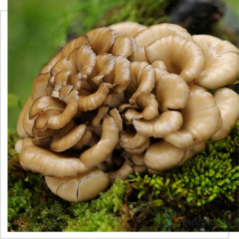 BIO Maitake - Żagwica listkowata - 100 g MYQO