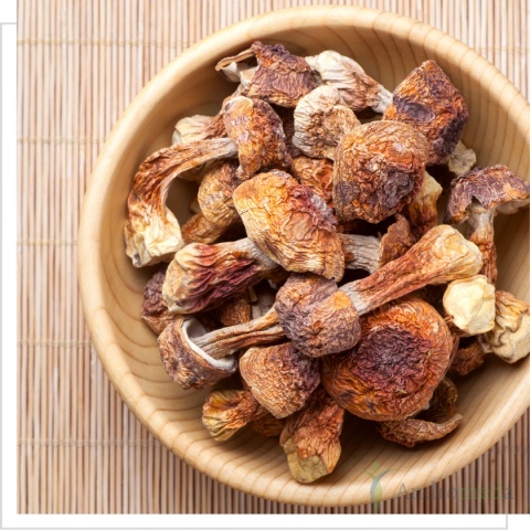 Agaricus blazei murill - Pieczarka migdałowa - 90 kapsułek MYQO