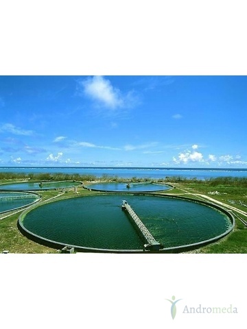 Chlorella Yaeyama w proszku (200 g) - suplement diety Kenay