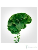 Ginkgo Biloba z Ginkgoselect® PLUS Indena Phytosome TM (60 kapsułek) - suplement diety