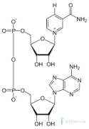 NAD+ 99% proszek, Dinukleotyd PODJĘZYKOWY, metabolit NMN 100g