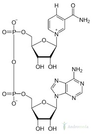 NAD+ 99% proszek, Dinukleotyd PODJĘZYKOWY, metabolit NMN 100g
