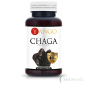Chaga - ekstrakt 40% polisacharydów - 100 g