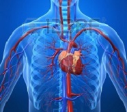 Serce i układ krwionośny